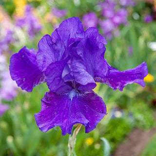 Dashing Reblooming Bearded Iris