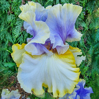 Easter Charm Bearded Iris