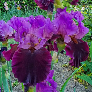 I'm Back Reblooming Bearded Iris