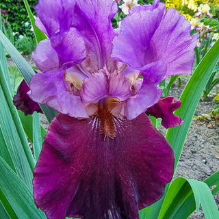 I'm Back Reblooming Bearded Iris