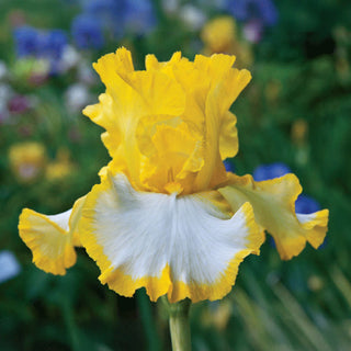 Its Magic Bearded Iris