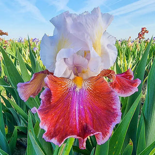 Lady Leigh Bearded Iris