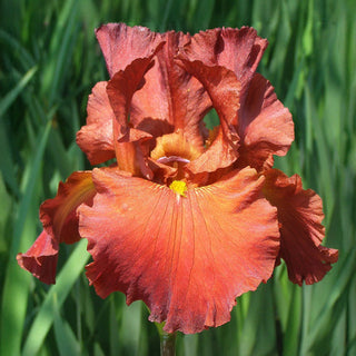 Lest We Forget Reblooming Bearded Iris
