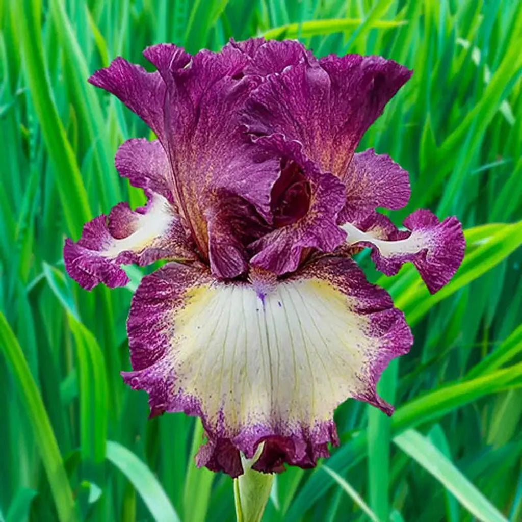 Buy Mulberry Swirl Bearded Iris Bulbs | Breck's Canada – Brecks Canada