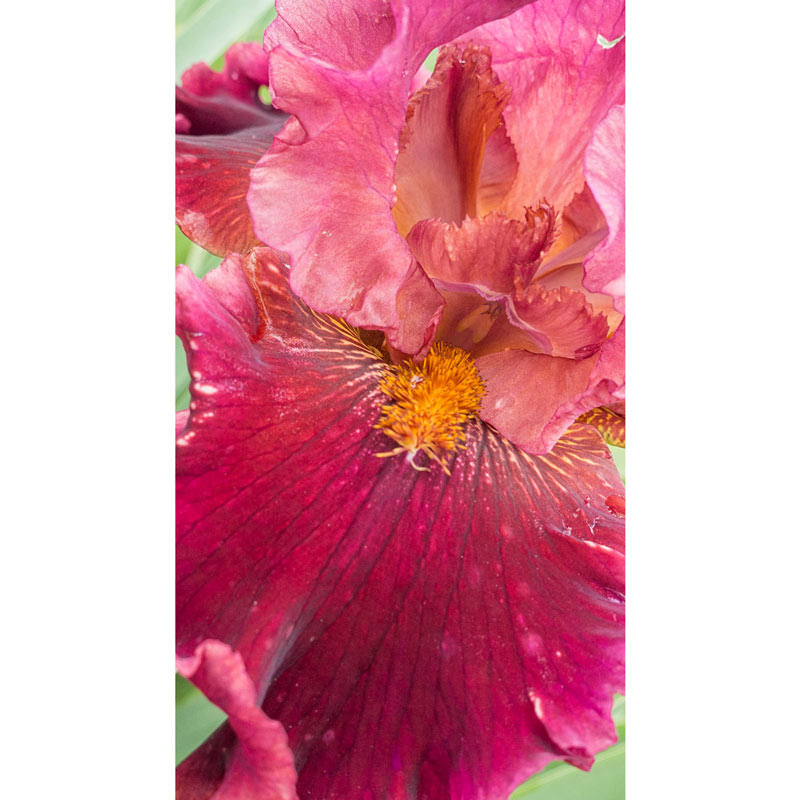 Buy Obsessed Bearded Iris Bulbs Breck's Bulbs Canada Brecks Canada