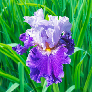 Purple Reign Bearded Iris