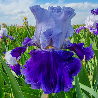 Purple Reign Bearded Iris