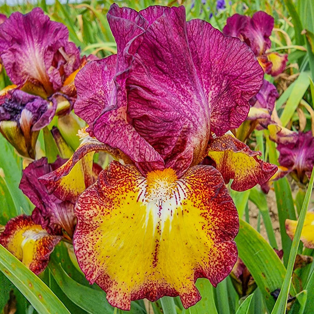 Red Hot Chili Reblooming Bearded Iris | Breck's Canada