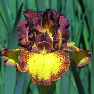 Red Hot Chili Reblooming Bearded Iris