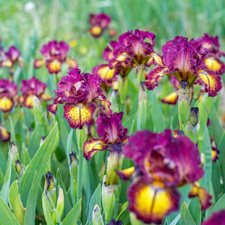 Red Hot Chili Reblooming Bearded Iris