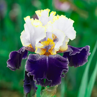Slovak Prince Bearded Iris