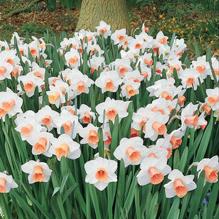 Amazing Naturalizing Daffodil Collection