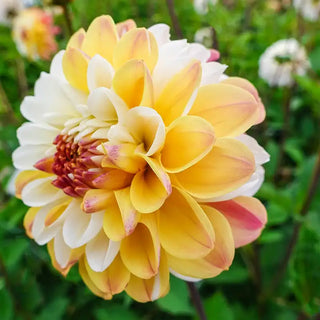 Double Jill Dahlia