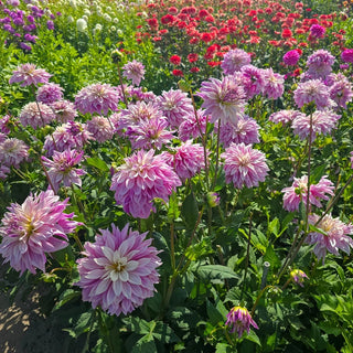 Labyrinth Twotone Dahlia