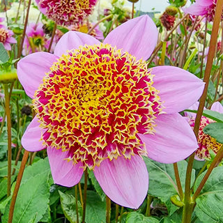 Fenna Baaij Dahlia