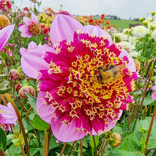 Fenna Baaij Dahlia