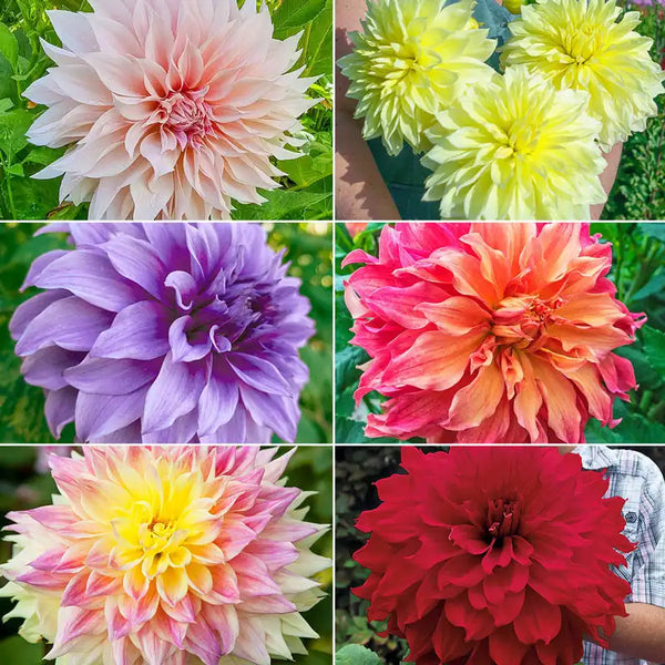小物 dahlia dahlia Dynamic Decorative Dahlia Collection – Breck's