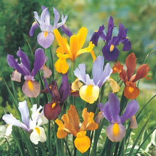Dutch Iris Mixture