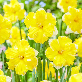 Belcanto Daffodil