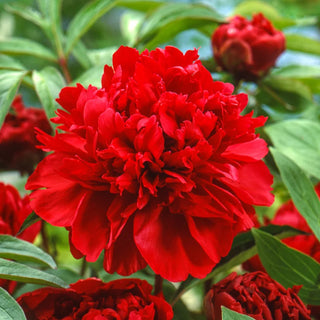 Karl Rosenfield Peony