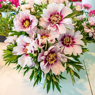 Cora Louise Itoh Peony