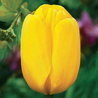 Yellow Dynasty™  Tulip