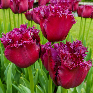 Gorilla Tulip