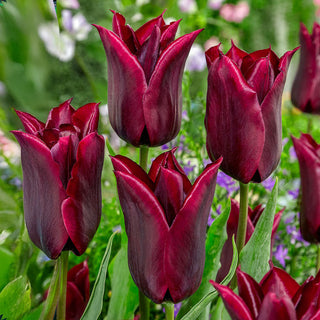 Lasting Love Tulip