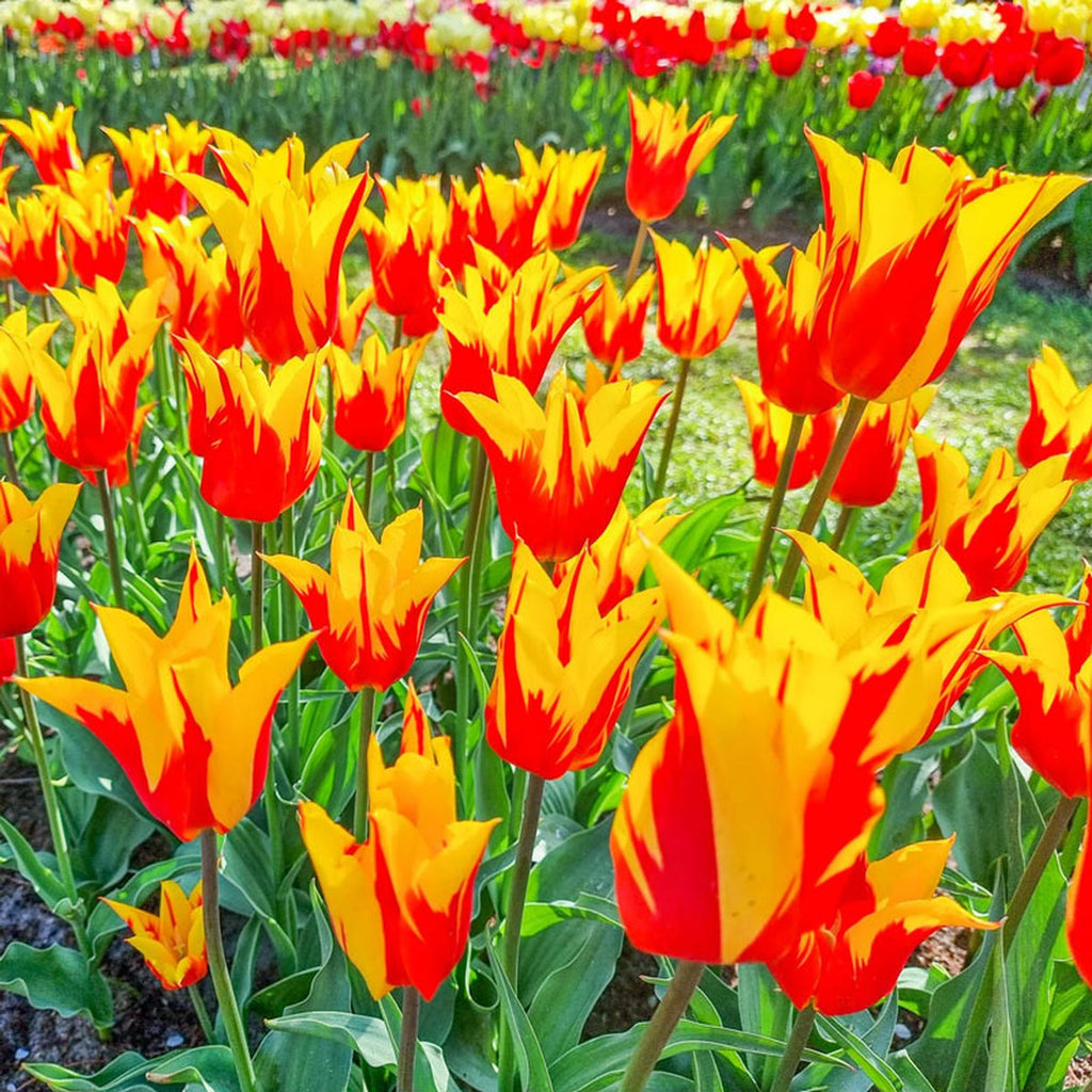 Fire Wings Tulip Bulbs | Buy Online | Breck's Bulbs Canada