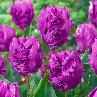 Parrot Prince Tulip