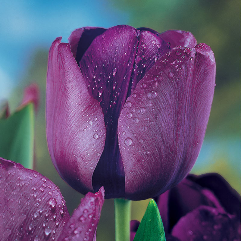 Negrita Tulip Bulbs | Shop Online | Breck's Bulbs Canada – Brecks Canada