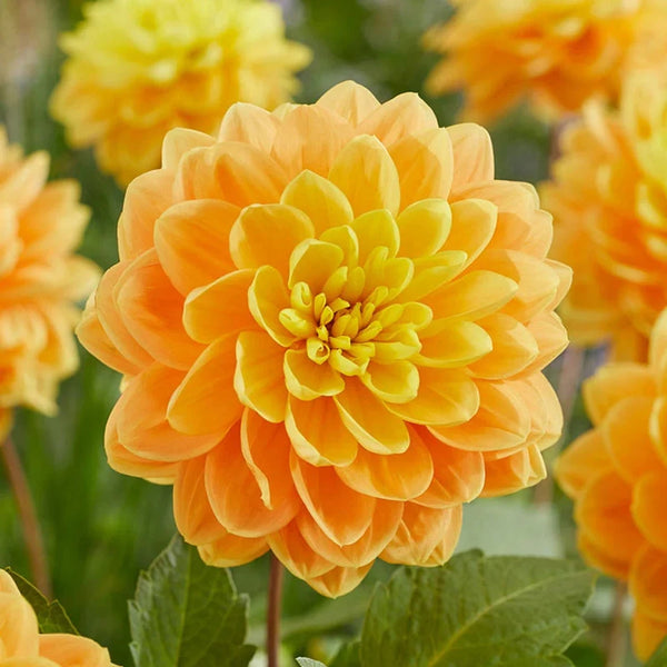 スノーボード DAHLIA 250 Buy Aladdin's Lamp Dahlias Online | Breck's Bulbs Canada