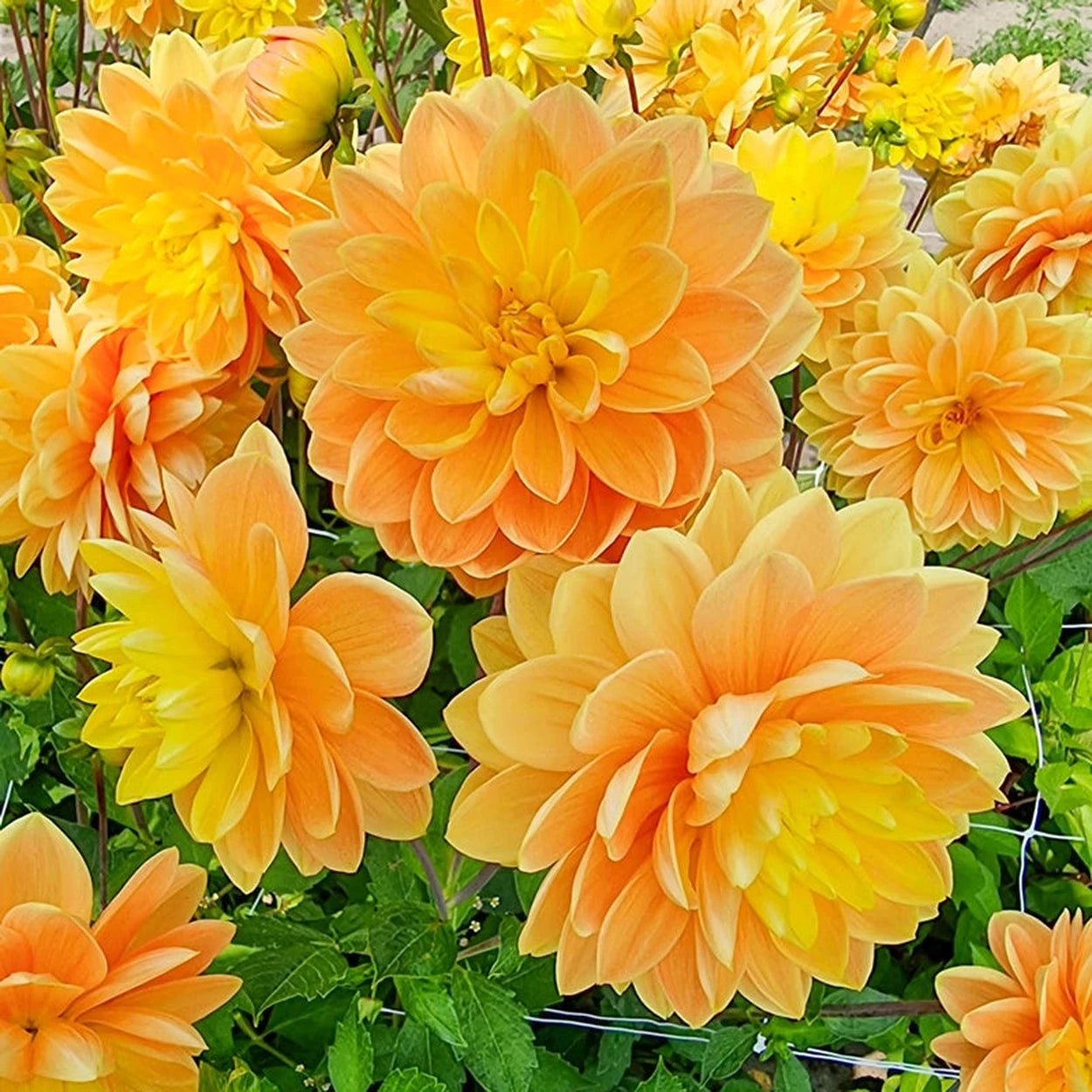 Dahlia Ado ファクトリア収録 Buy Aladdin's Lamp Dahlias Online | Breck's Bulbs Canada