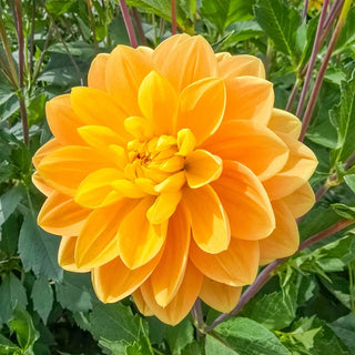 Aladdin's Lamp Dahlia