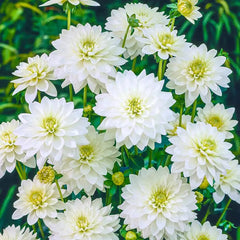 Karma Maarten Zwaan Dahlia – Breck's