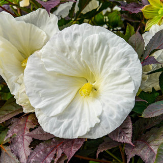 Cookies And Cream Hibiscus