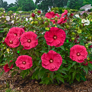 Summer In Paradise Hibiscus