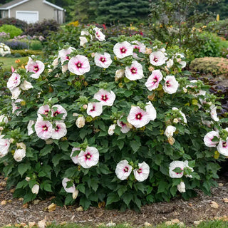 Angel Eyes Hibiscus