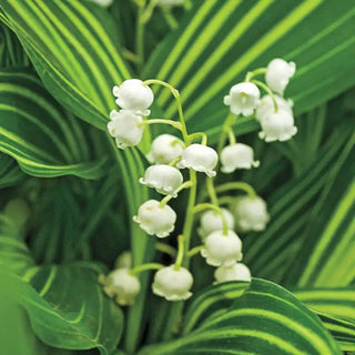 Variegated Lily-of-the-Valley