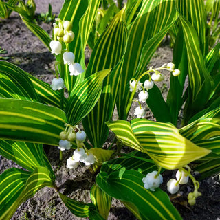 Variegated Lily-of-the-Valley
