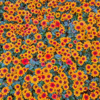 Luna Roja False Sunflower