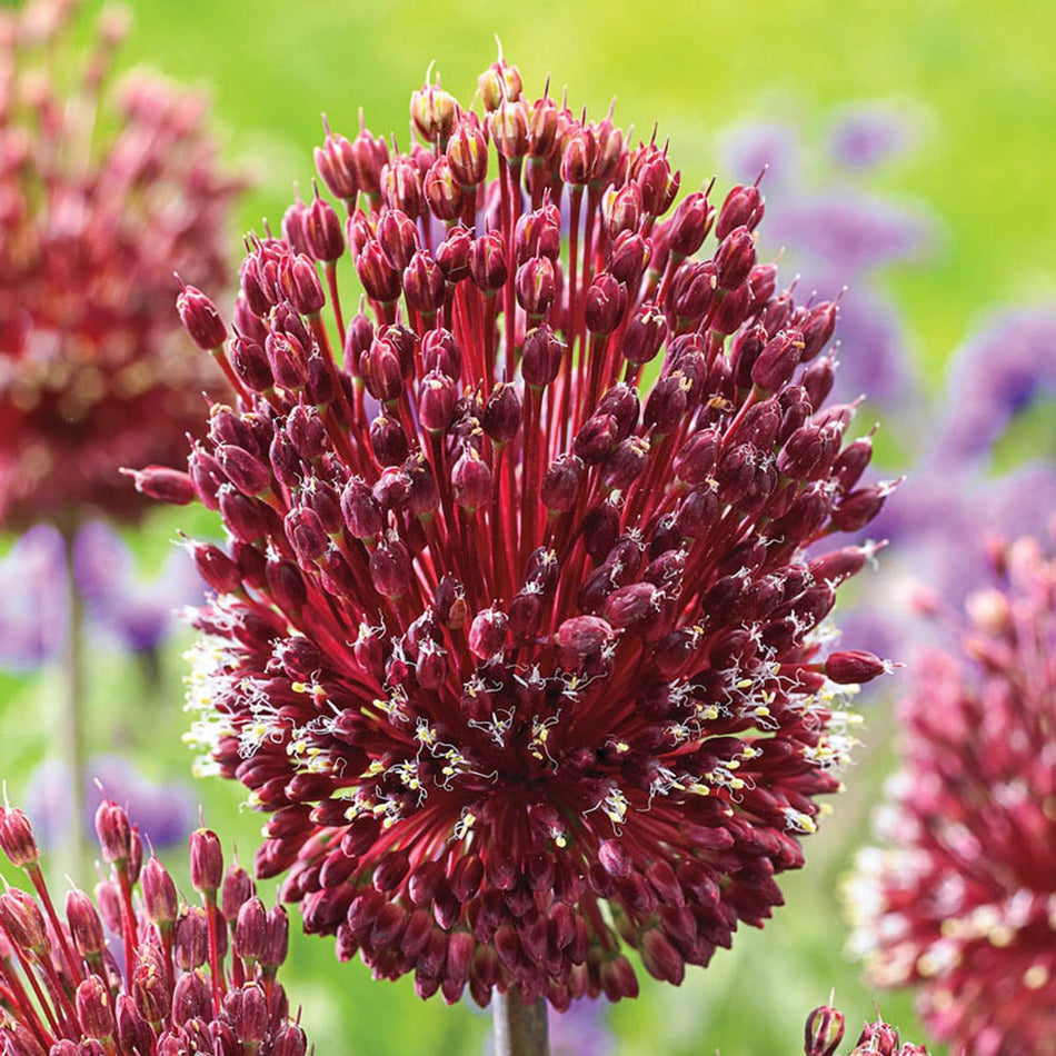 Beautiful Low Maintenance Alliums | Shop Now – Breck's
