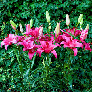 Pink County Lily