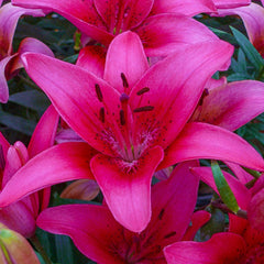 Buy Pink County Lily | Asiatic Lilies | Breck's Canada