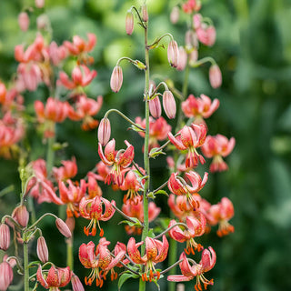 Manitoba Morning Turks Cap Lily