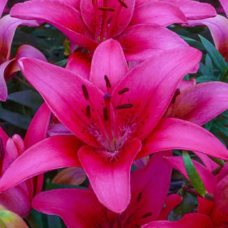 Super Lily Collection