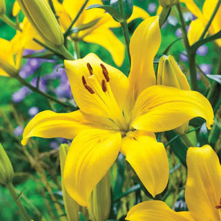 Super Lily Collection