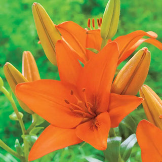 Super Lily Collection