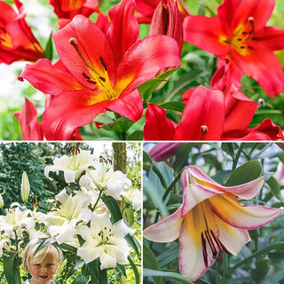 Sunrise Summit Lily Tree Collection