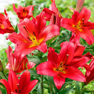 Sunrise Summit Lily Tree Collection